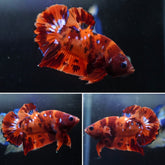 #1 (New Arrival) Candy Tiger Nemo Koi Male Plakat Betta Fish - High Quality Live Aquarium Male Betta Fish